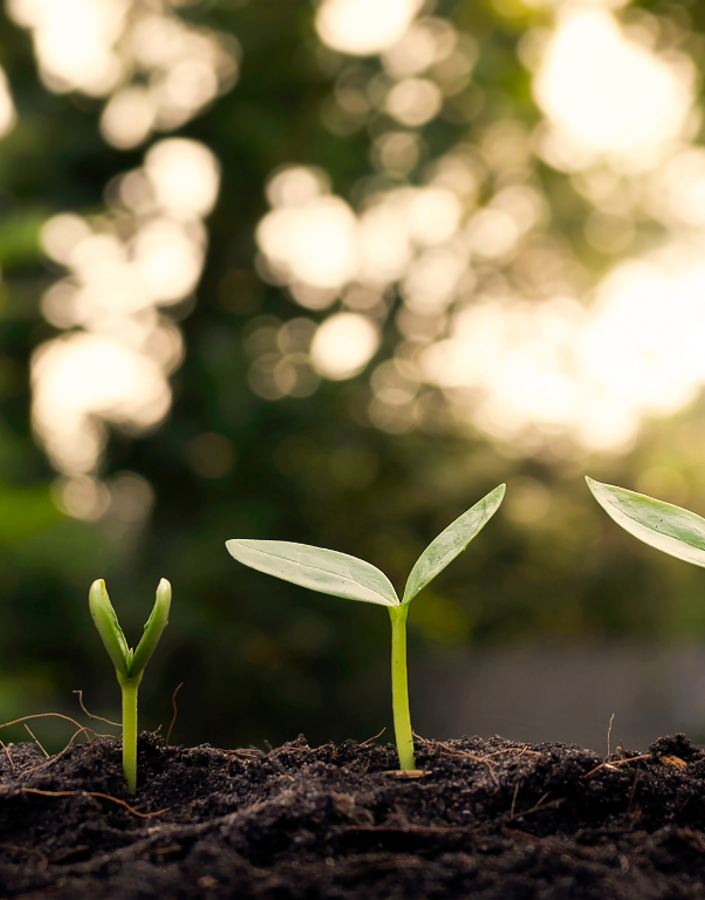 The evolution of sustainability