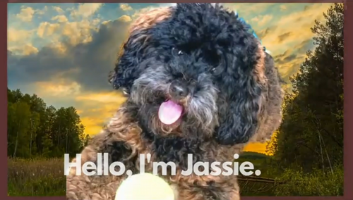 Jessie the dog!