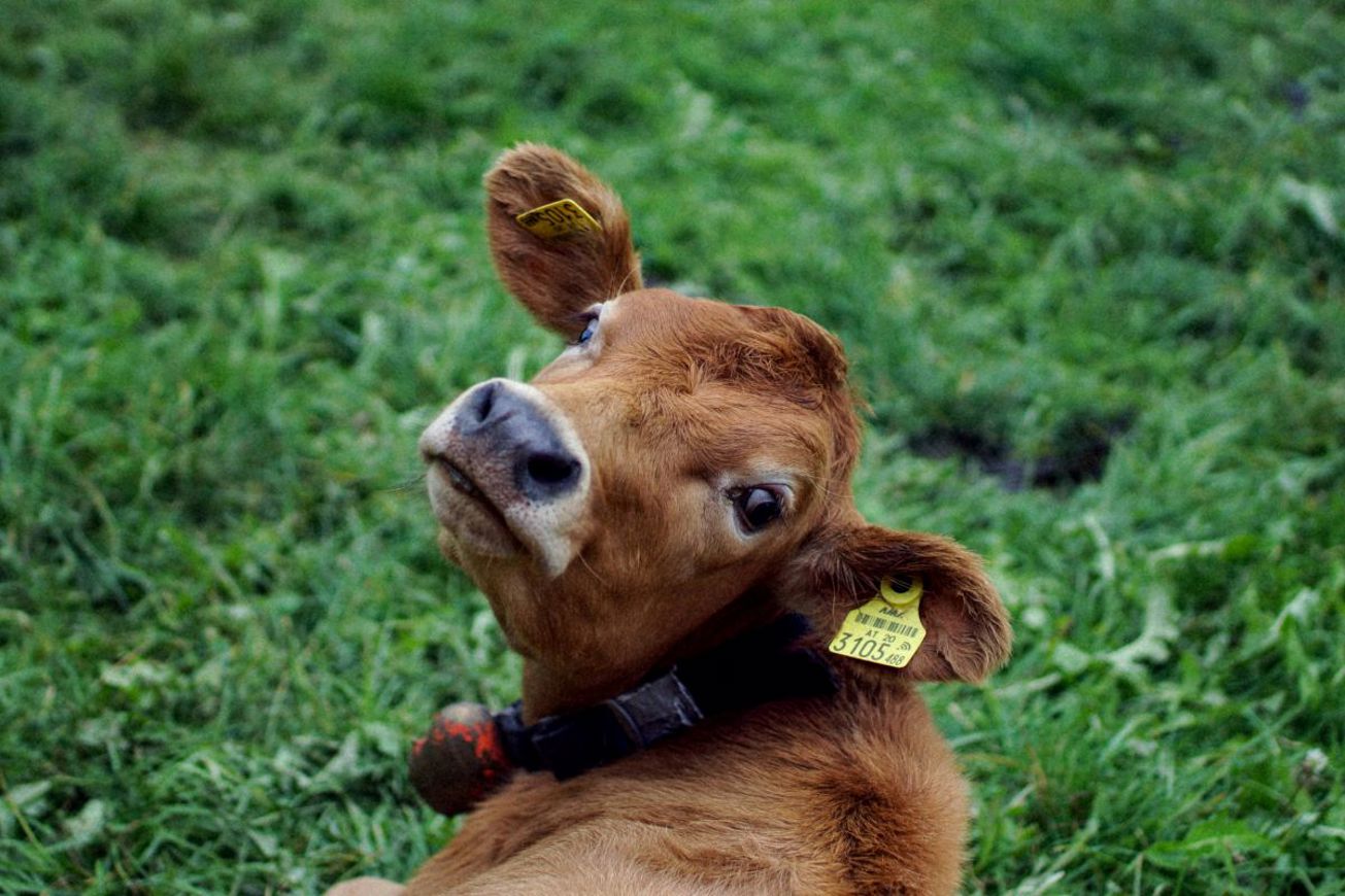 Cash Cow (1)